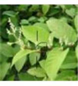 植物提取物公司 植物提取物企業(yè) 植物提取物供應商 第4頁